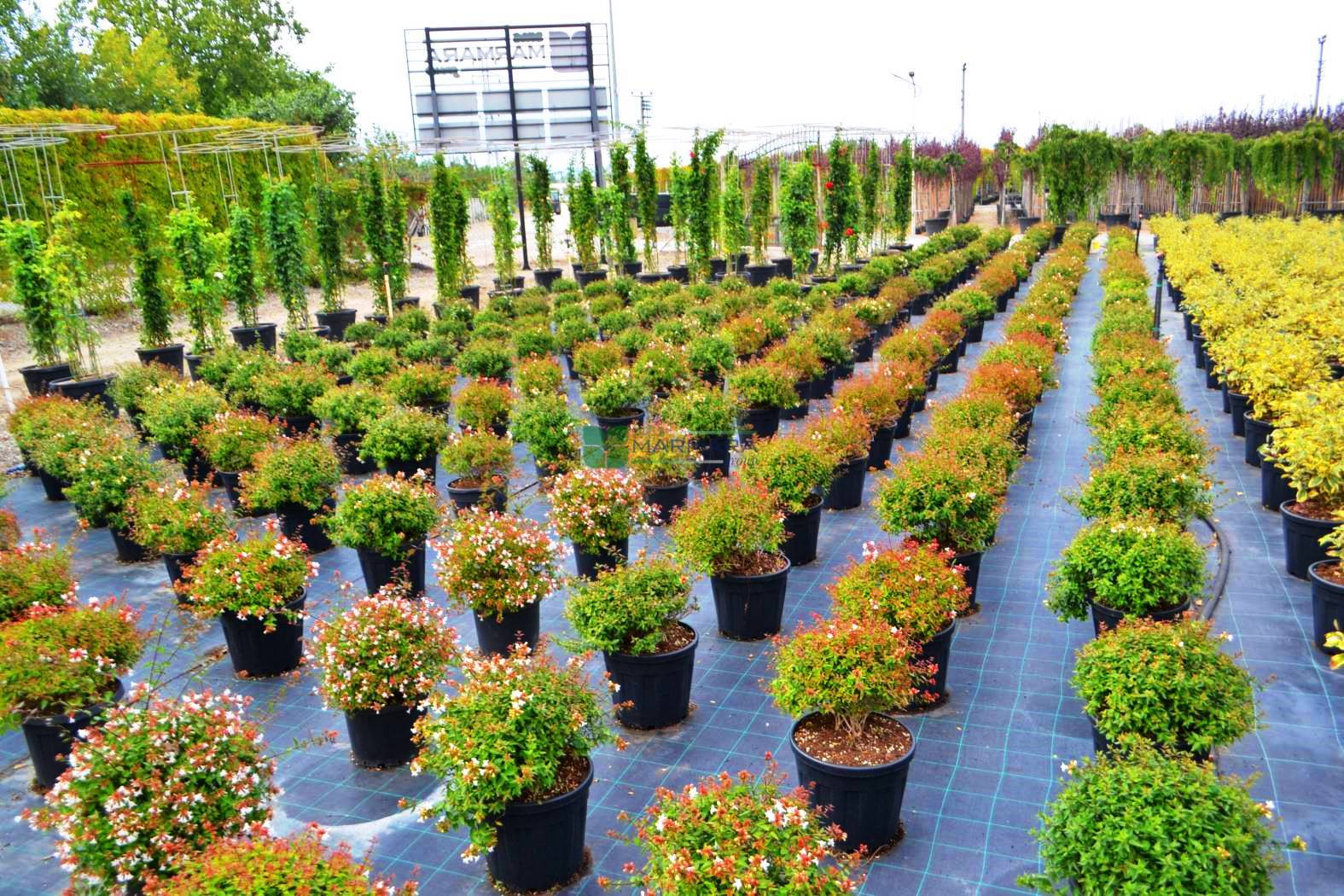 Abelia Grandiflora (CAPRIFOLIACEAE) 1