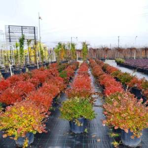 Abelia Grandiflora Compacta nana (CAPRIFOLIACEAE) 2