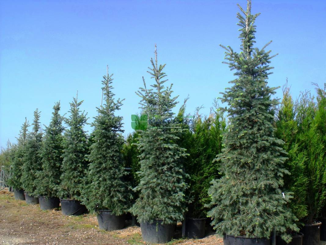 Abies Concolor (PINACEAE)