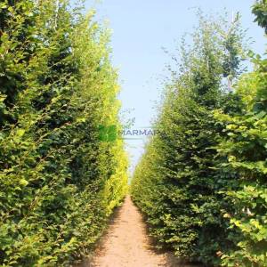 Fagus sylvatica (FAGACEAE)