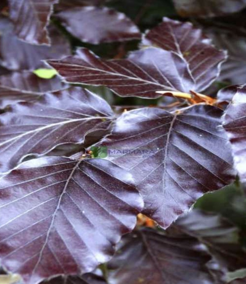 Fagus sylvatica atropunicea (FAGACEAE)