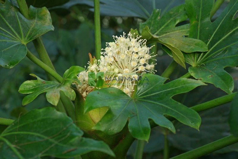 Fatsia (Aralia) japonica (ARALIACEAE)
