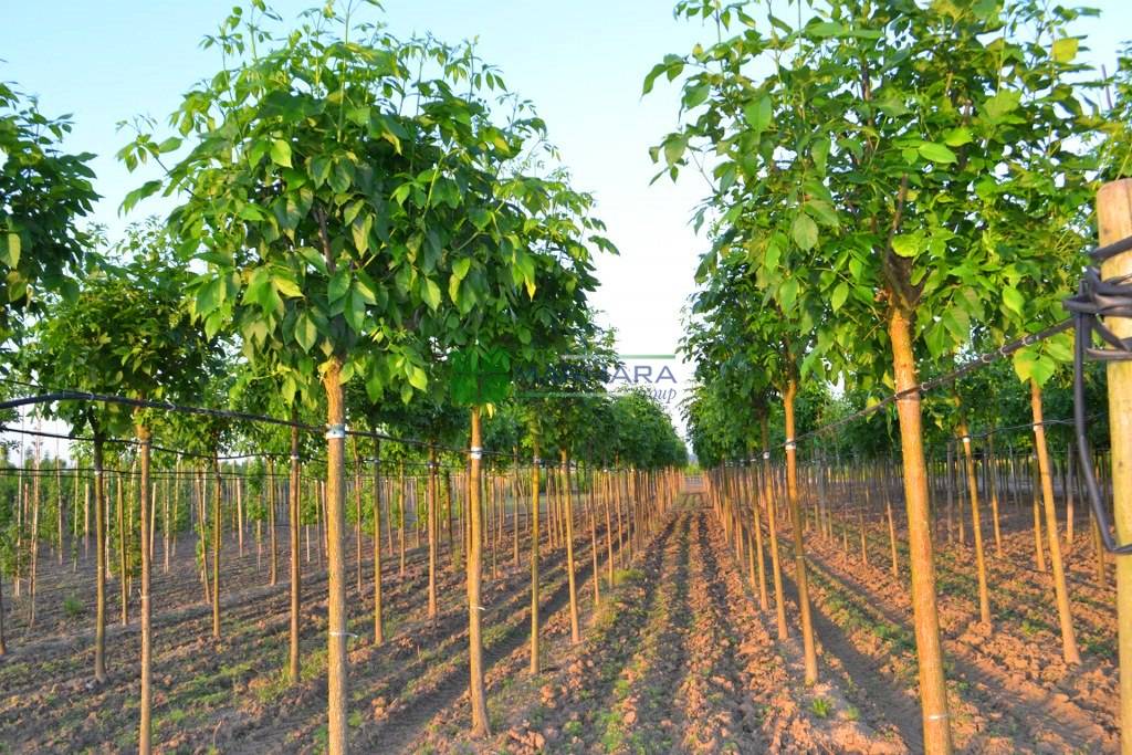 Fraxinus americana (OLEACEAE)