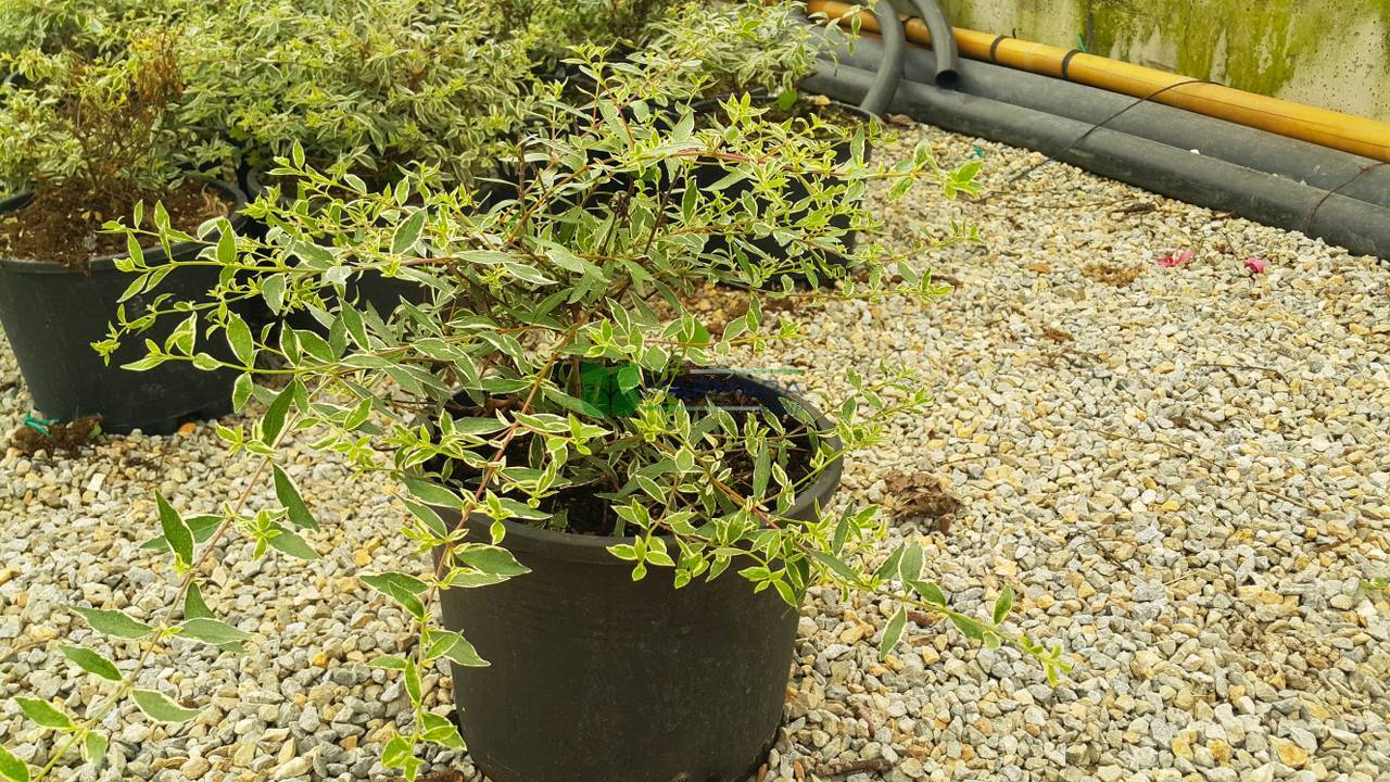 Abelia grandiflora silver anniversary (CAPRIFOLIACEAE)