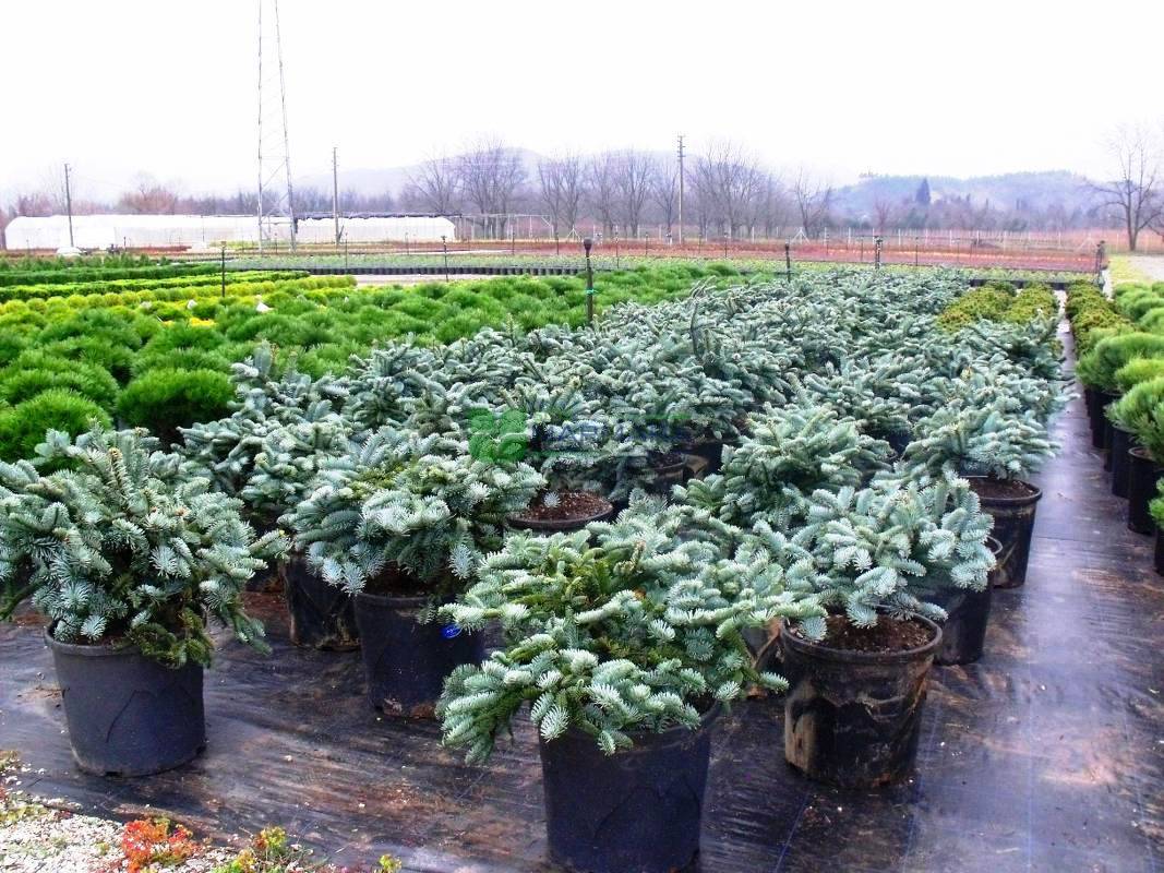 Abies koreana blue emperor (PINACEAE)