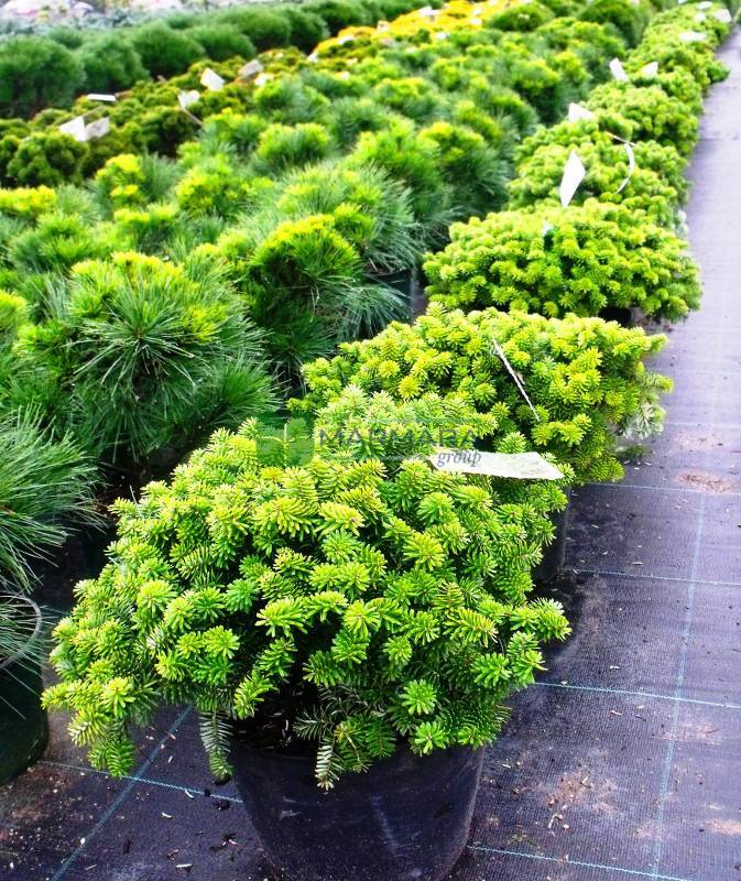 Abies koreana brilliant (PINACEAE)