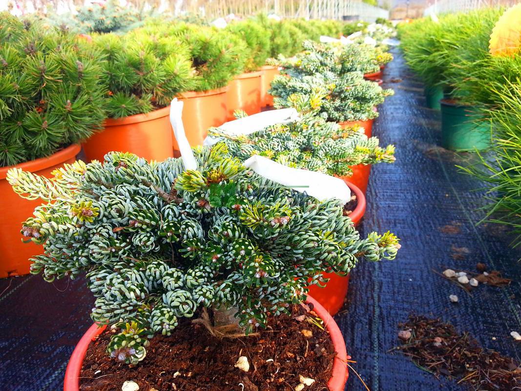 Abies koreana kohouts ice breaker (PINACEAE)