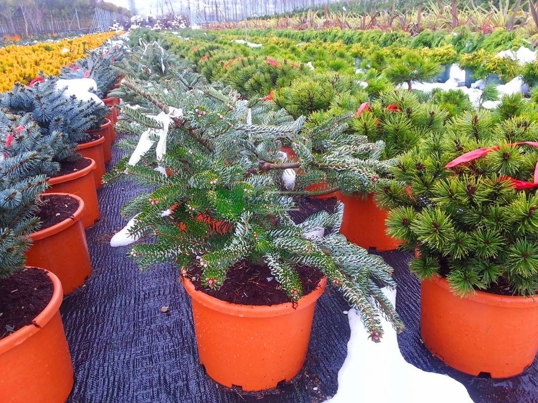 Abies koreana silberlocke (PINACEAE)