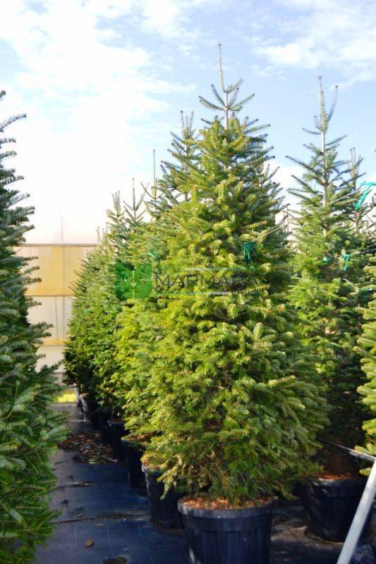 Abies nordmanniana (PINACEAE)