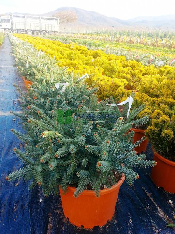 Abies pinsapo glauca (PINACEAE)