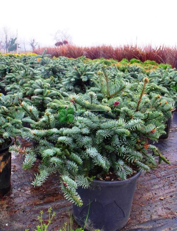 Abies procera glauca (PINACEAE)
