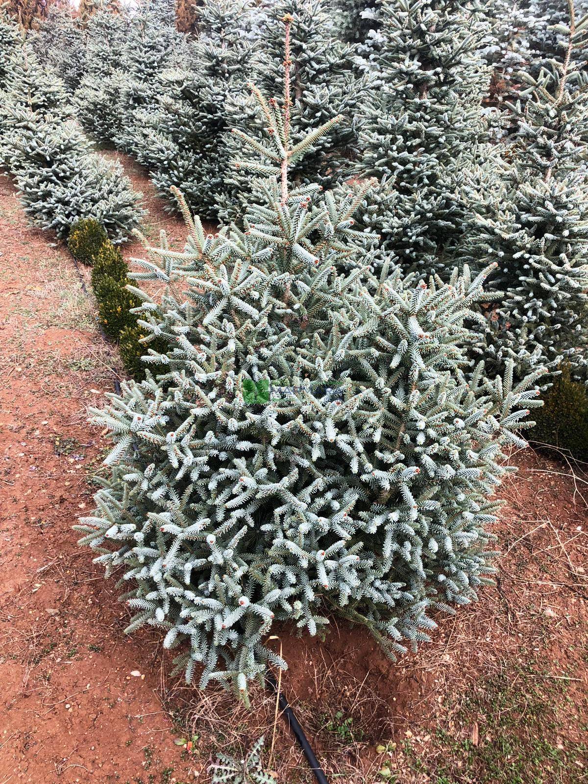 Abies procera glauca prostrata (PINACEAE)
