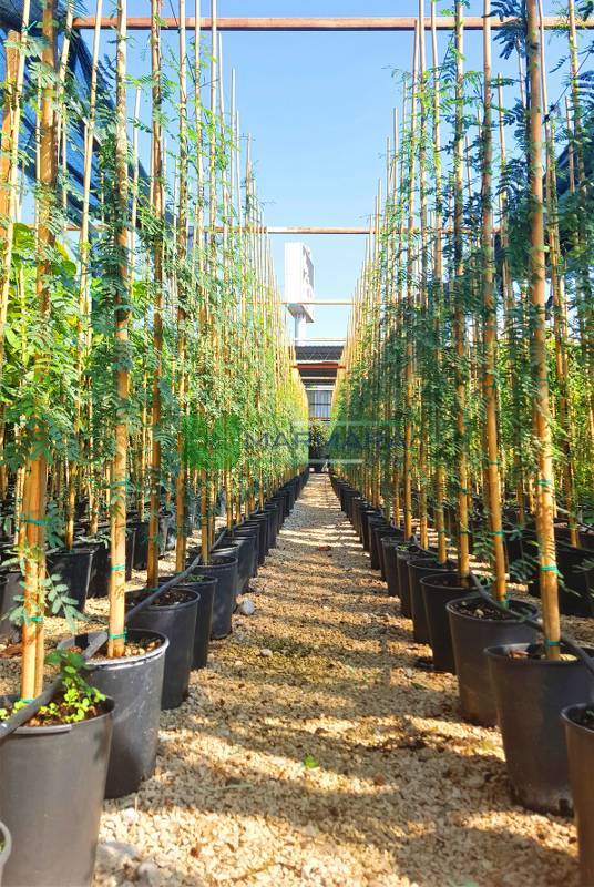 Acacia (Vachellia) farnesiana (FABACEAE)