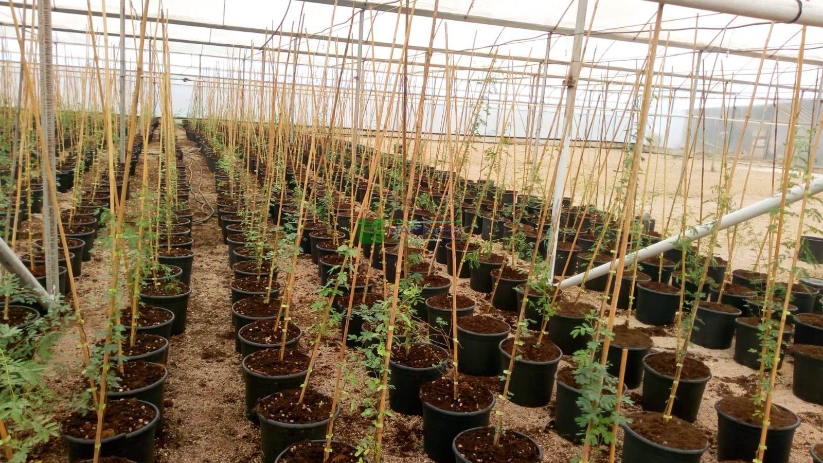 Acacia arabica (Vachellia nilotica) (MIMOSACEAE)