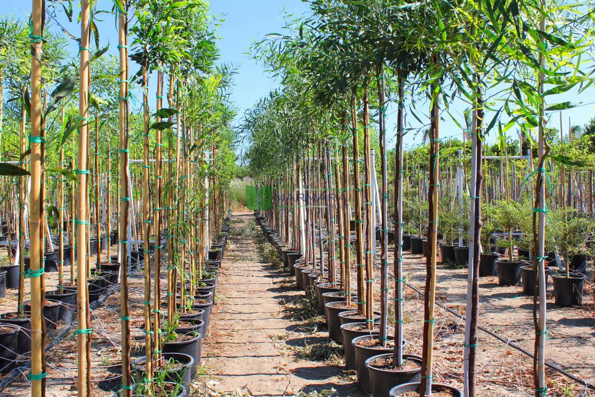 Acacia cyanophylla (Acacia saligna) (MIMOSACEAE)