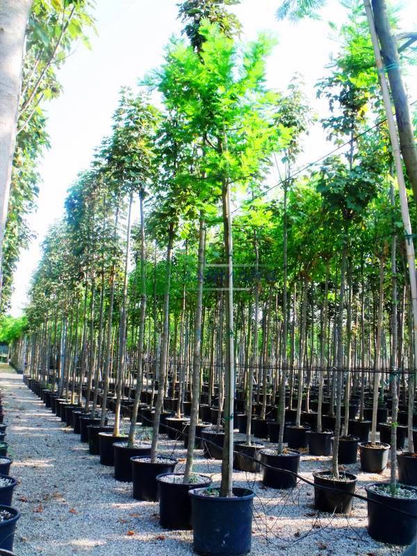 Acacia dealbata (FABACEAE)