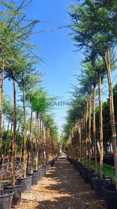 Acacia tortilis (MIMOSACEAE)