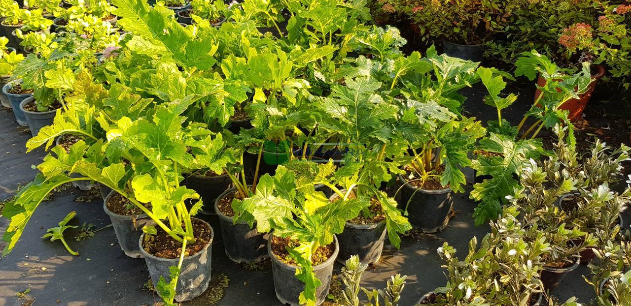 Acanthus mollis (ACANTHACEAE)