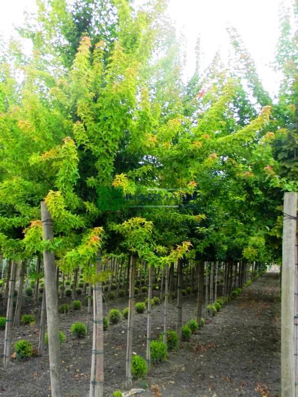 Acer buergerianum (Acer trifidum) (ACERACEA)