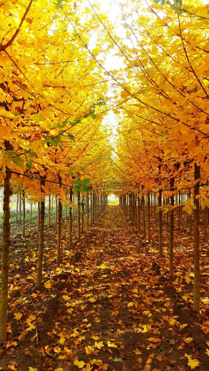 Acer campestre elsrijk (ACERACEA) v2