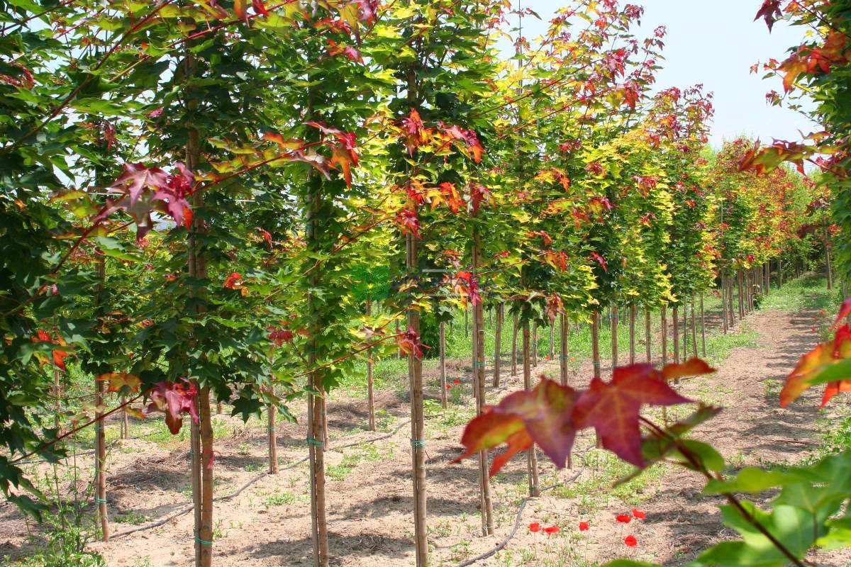 Acer cappadocicum rubrum (ACERACEA)