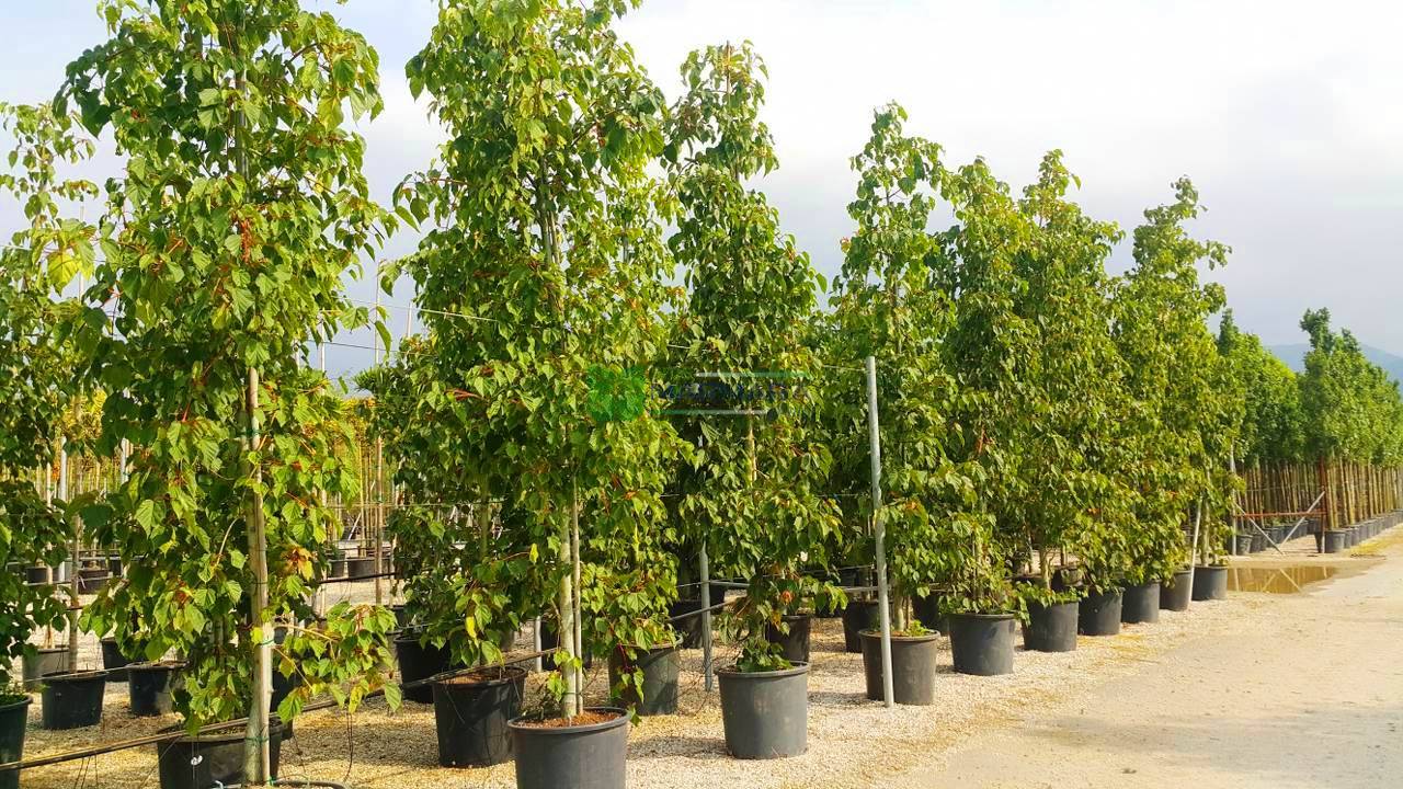 Acer conspicuum red flamingo (ACERACEAE)