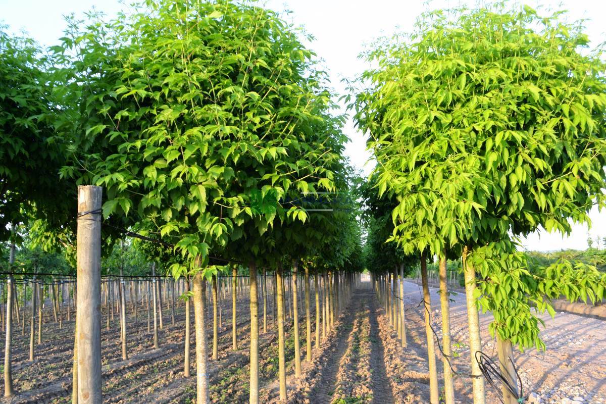 Acer negundo (ACERACEA)