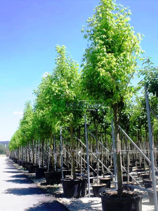 Acer negundo aureovariegatum (ACERACEA)