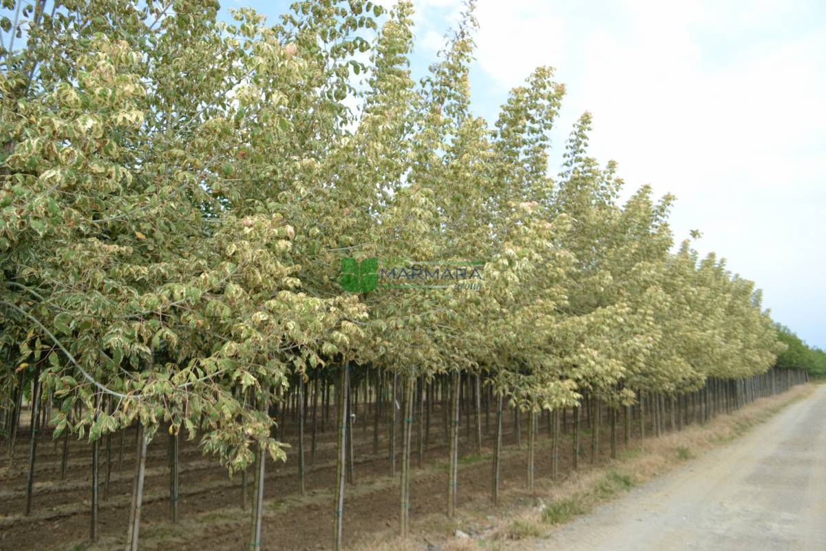 Acer negundo flamingo (ACERACEA)