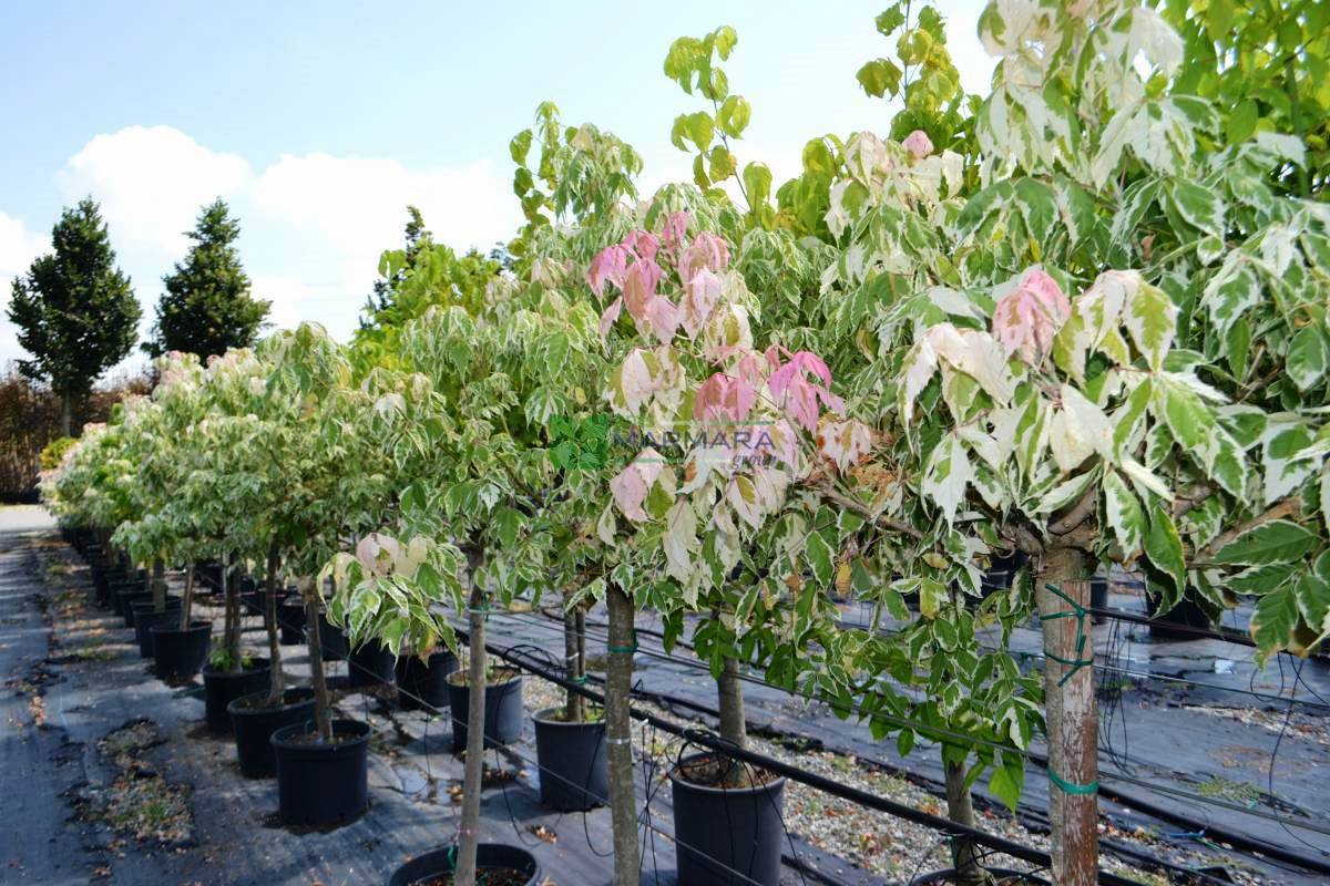 Acer negundo flamingo half tige (ACERACEA)