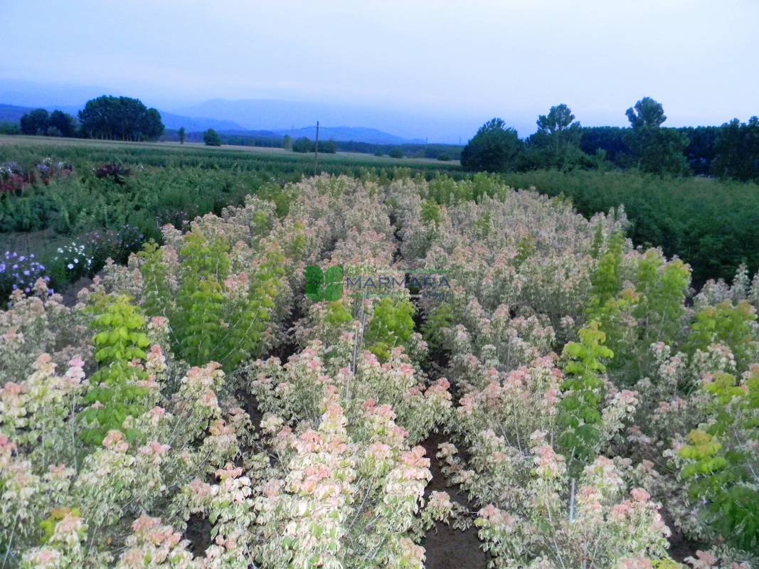 Acer negundo flamingo pyramid shaped (ACERACEA)