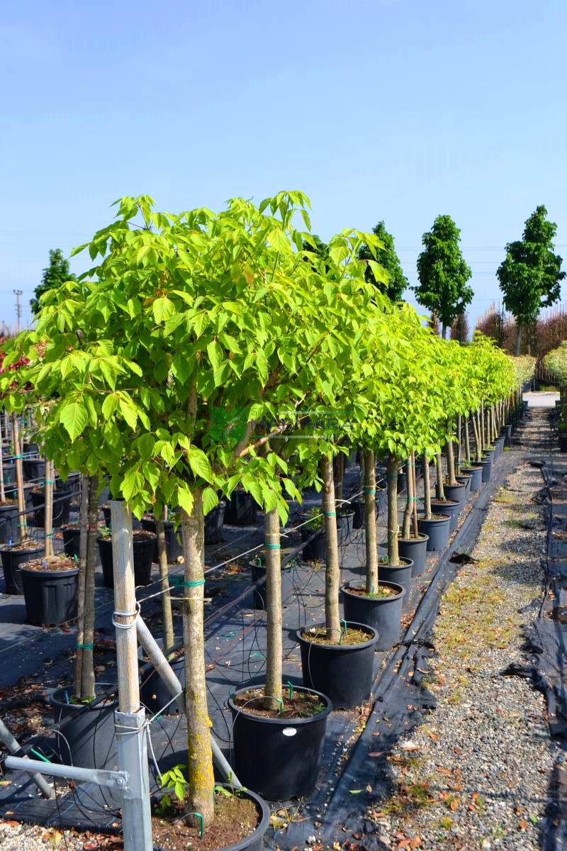 Acer negundo half tige (ACERACEA)