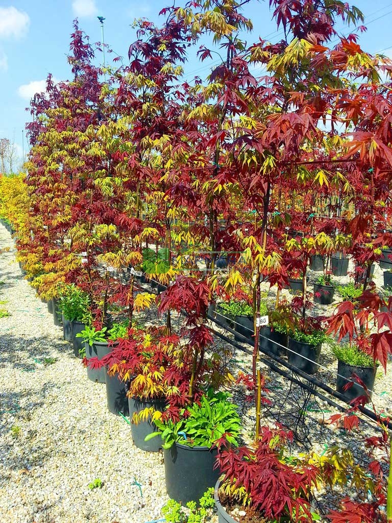 Acer palmatum bloodgood-osakazuki (ACERACEA)