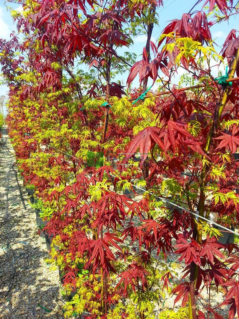 Acer palmatum bloodgood-seiryui (ACERACEA)