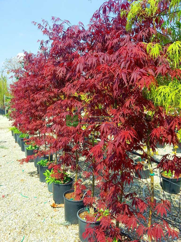 Acer palmatum burgundy lace (ACERACEA)