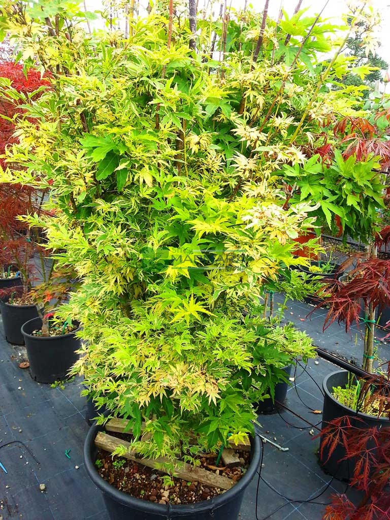 Acer palmatum butterfly (ACERACEA)