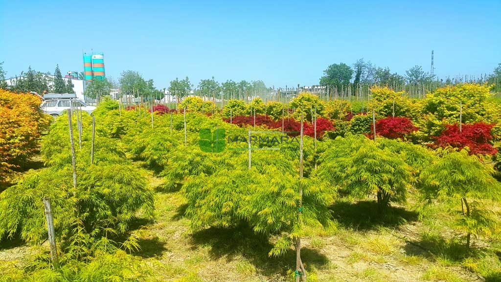 Acer palmatum dissectum green flavescens (ACERACEA)