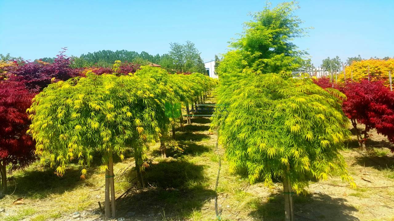 Acer palmatum dissectum green palmatifidium (ACERACEA)
