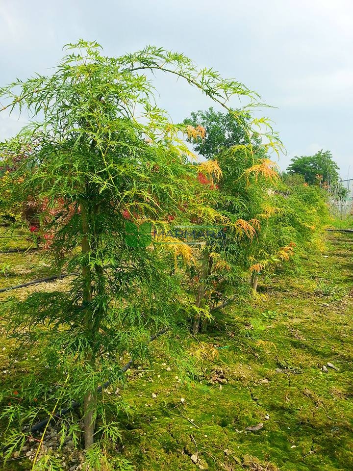Acer palmatum dissectum green viridis (ACERACEA)