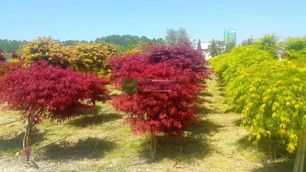 Acer palmatum dissectum red crimson princess (ACERACEA)