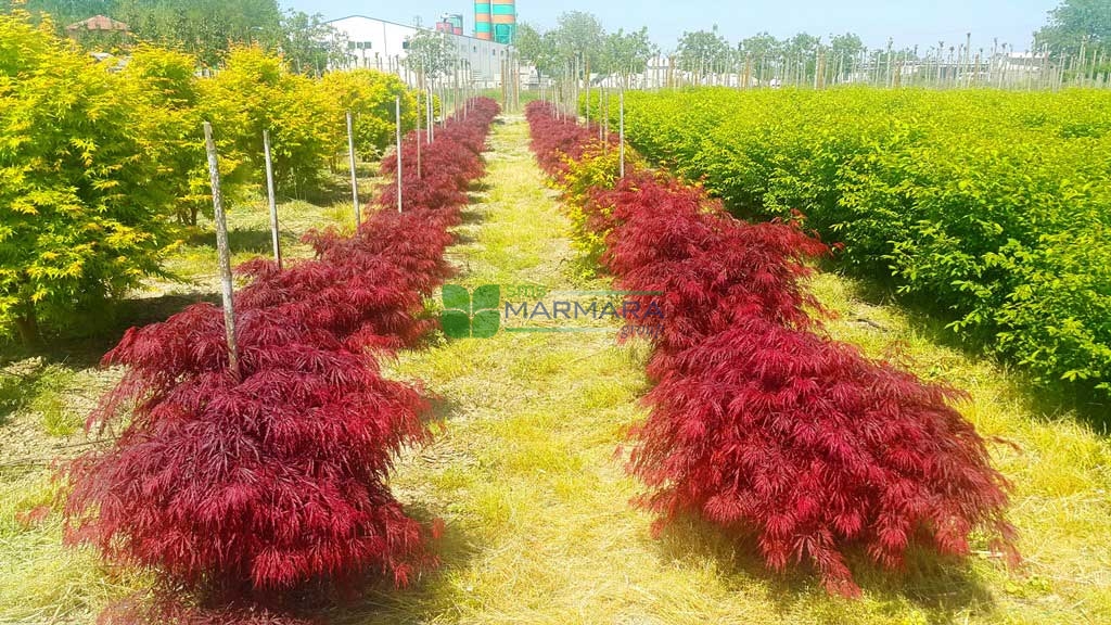 Acer palmatum dissectum red crimson queen (ACERACEA)