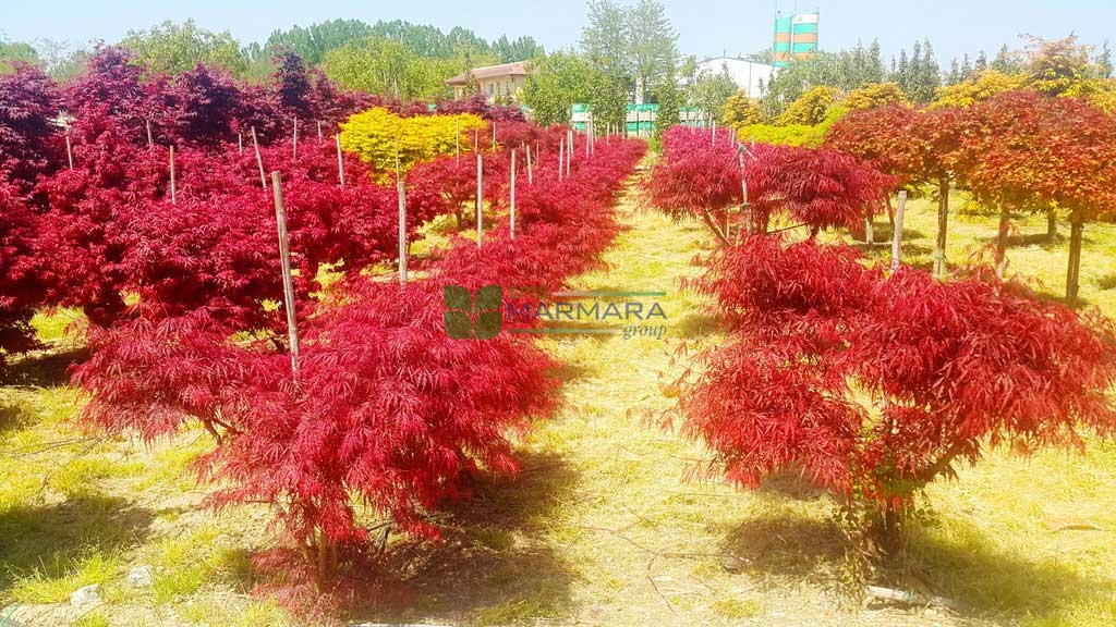 Acer palmatum dissectum red garnet (ACERACEA)