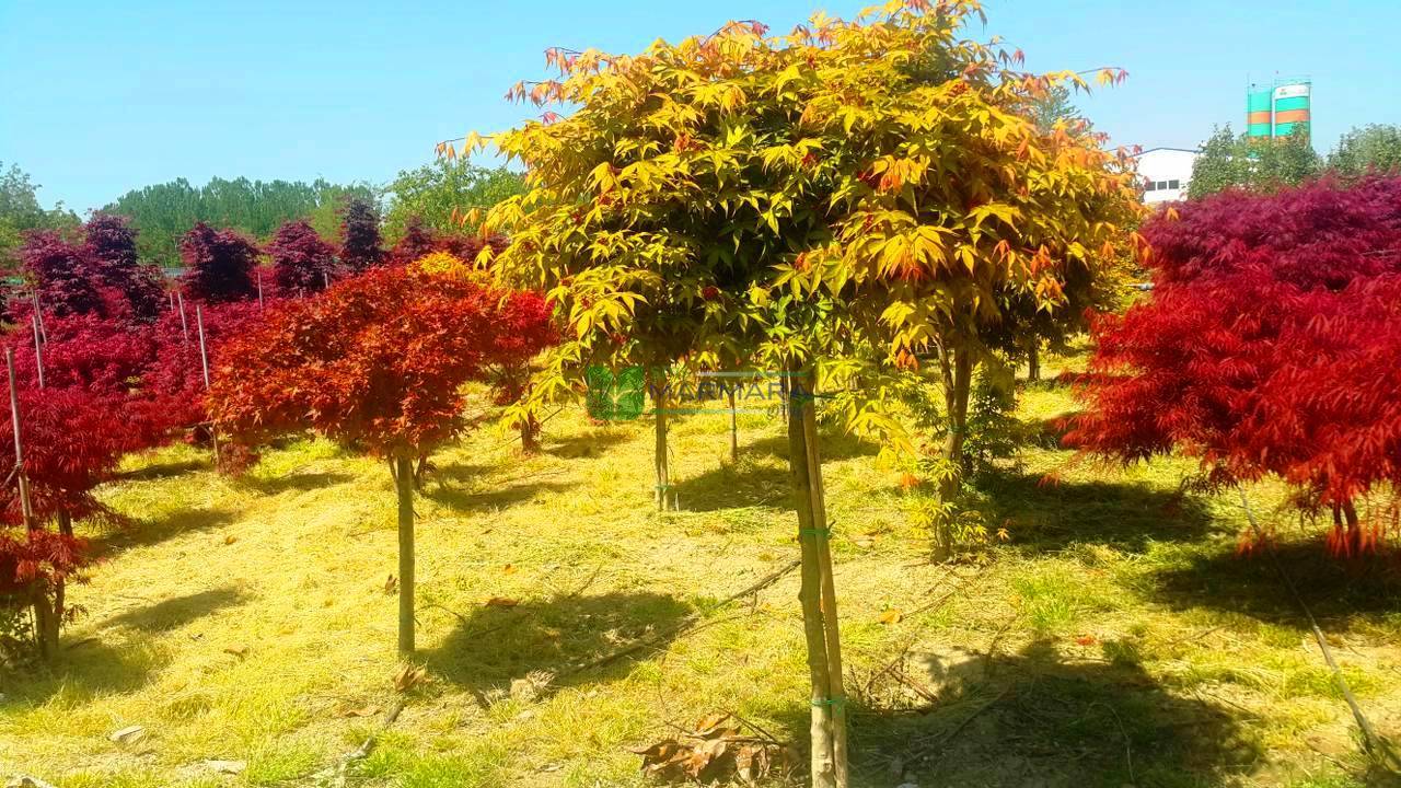 Acer palmatum green osakazuki alto fusto (ACERACEA)