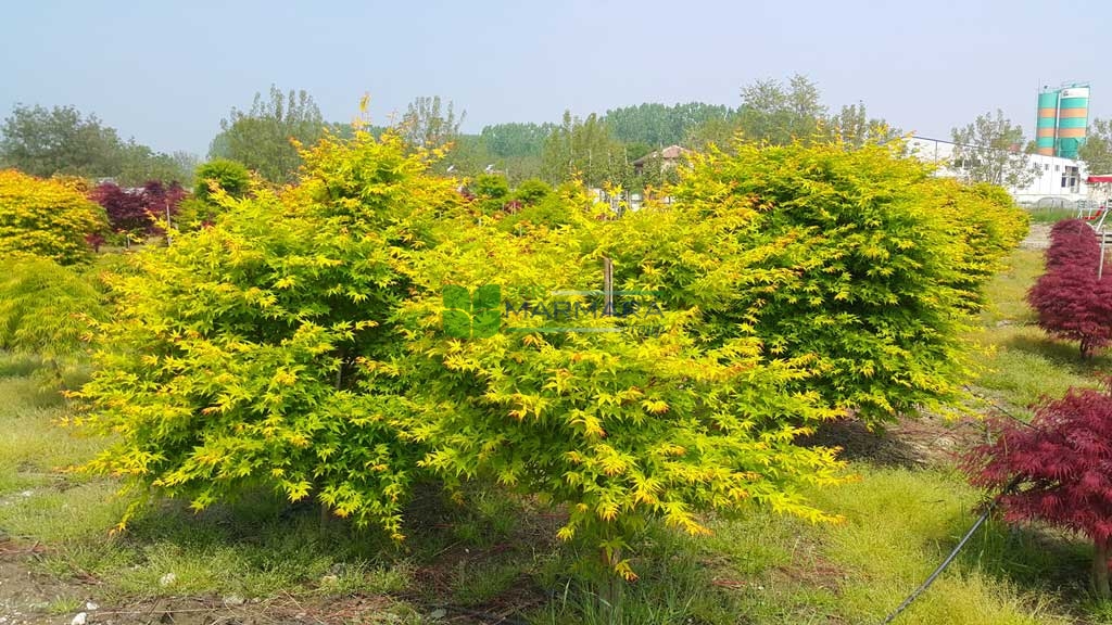 Acer palmatum green sango kaku (ACERACEA)