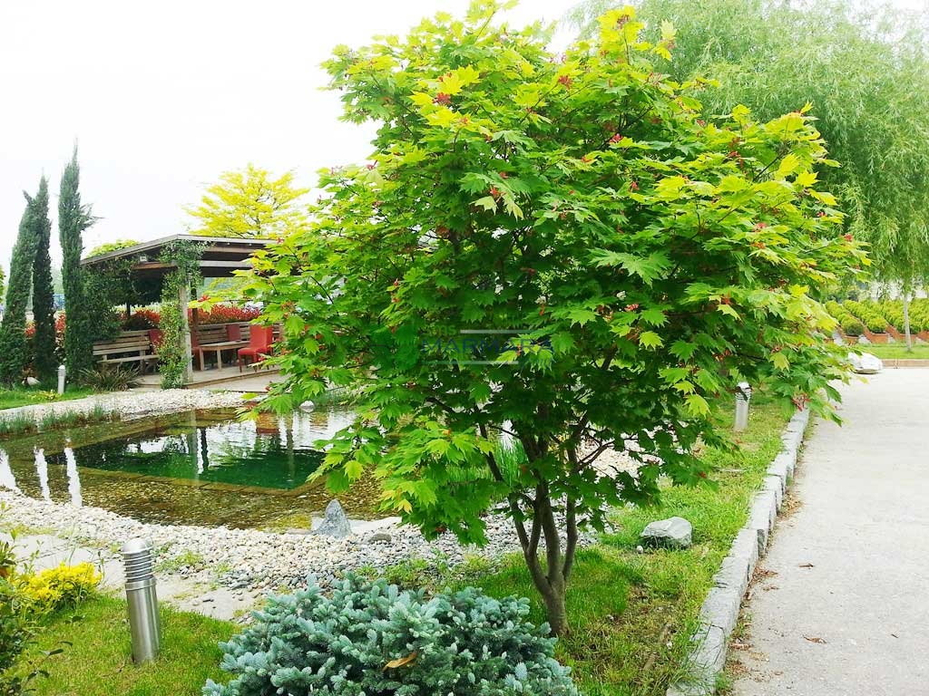 Acer palmatum japonicum vitifolium (ACERACEA)