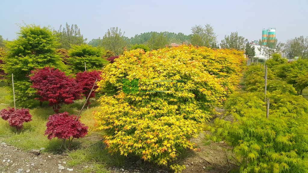 Acer palmatum katsura (ACERACEA)