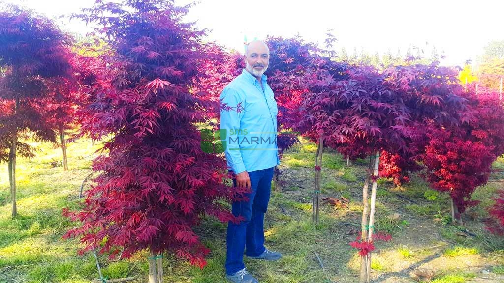 Acer palmatum red blood good (ACERACEA)