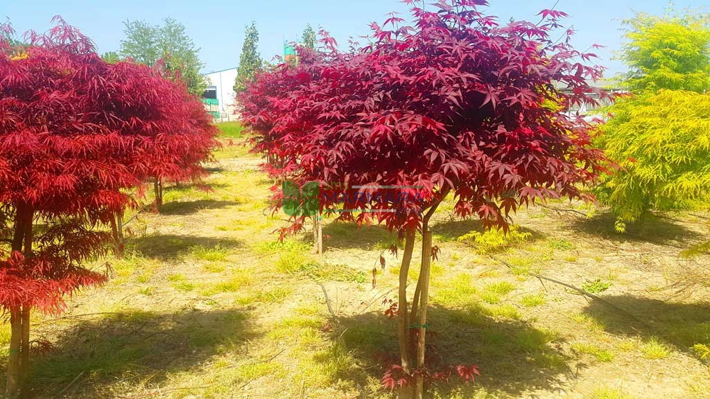 Acer palmatum red emperor (ACERACEA)