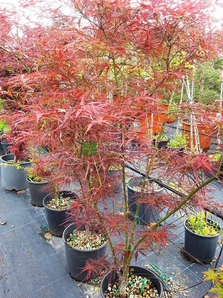 Acer palmatum red pygmy multi stem (ACERACEA)