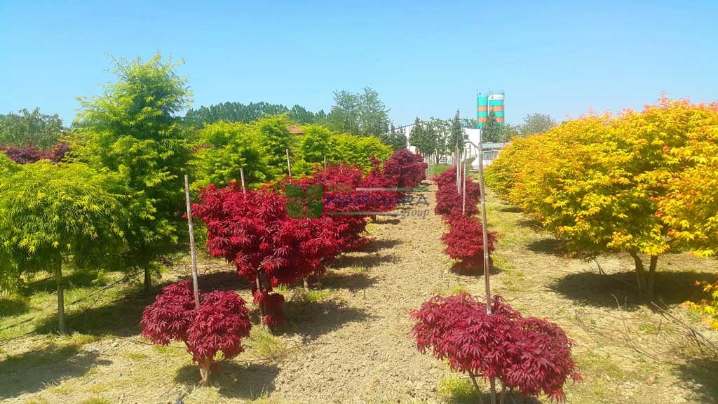 Acer palmatum red skeeter’s broom (ACERACEA)